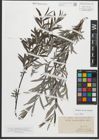 Foto von Salix repens subsp. rosmarinifolia (L.) Andersson